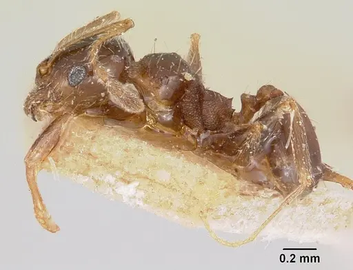 Pheidole spinulosa specimen CASENT0101611 image casent0101611_3