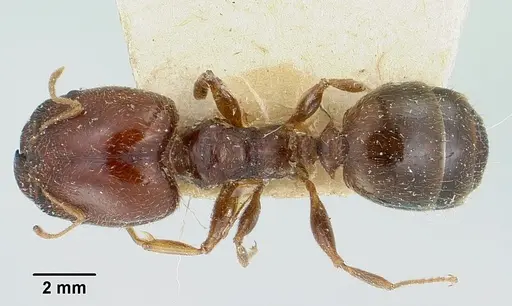 Pheidole spinulosa specimen CASENT0101612 image casent0101612_1