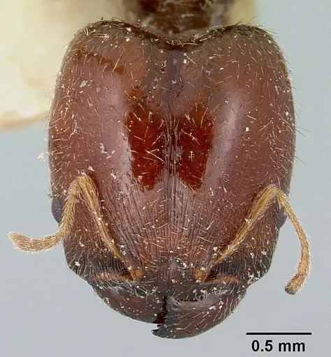 Pheidole spinulosa specimen CASENT0101612 image casent0101612_2