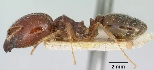 Pheidole spinulosa specimen CASENT0101612 image casent0101612_3