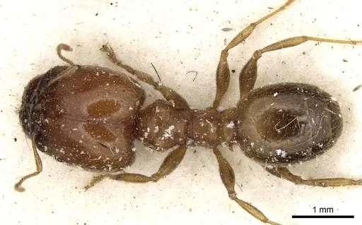 Pheidole spinulosa specimen CASENT0281620 image casent0281620_1