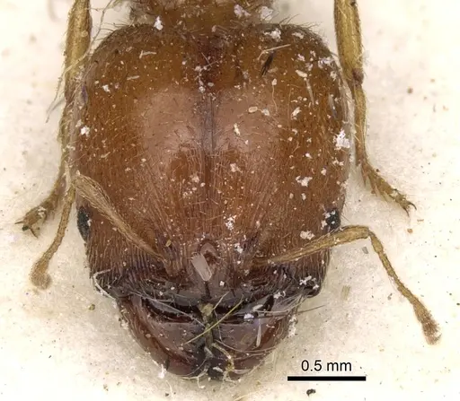Pheidole spinulosa specimen CASENT0281620 image casent0281620_2