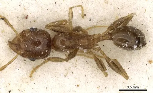 Pheidole spinulosa specimen CASENT0281621 image casent0281621_1