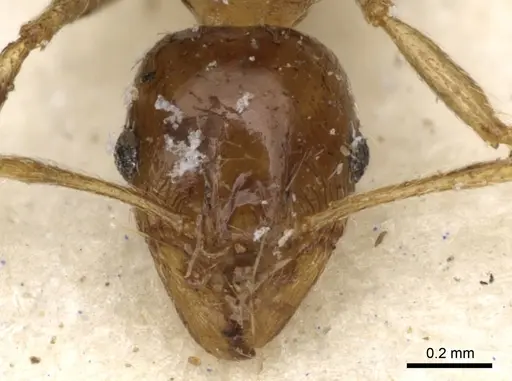 Pheidole spinulosa specimen CASENT0281621 image casent0281621_2