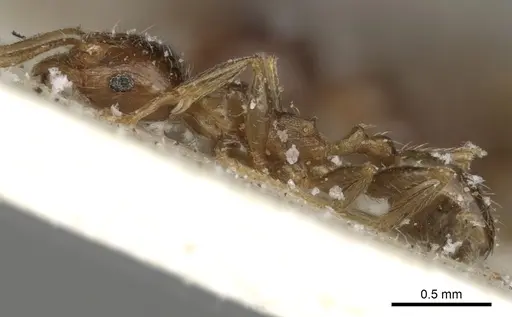Pheidole spinulosa specimen CASENT0281621 image casent0281621_3