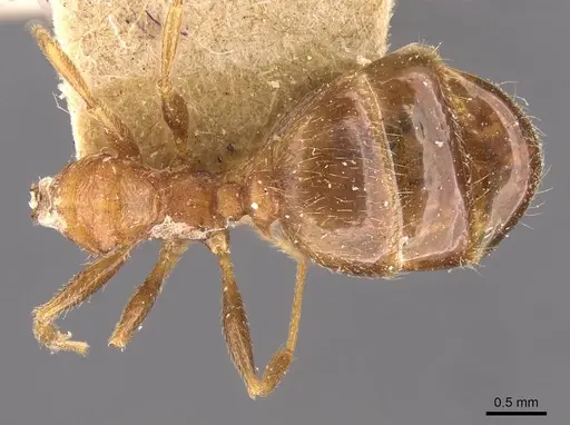 Pheidole spinulosa specimen CASENT0907795 image casent0907795_1