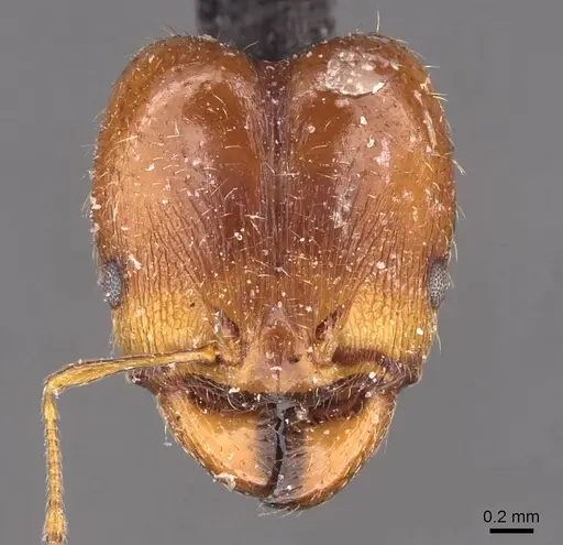 Pheidole spinulosa specimen CASENT0907795 image casent0907795_2