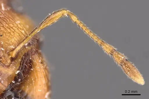 Pheidole spinulosa specimen CASENT0907795 image casent0907795_3