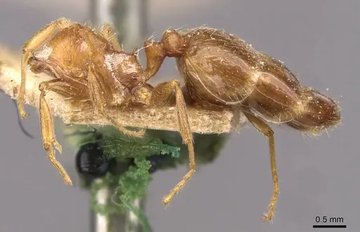 Pheidole spinulosa specimen CASENT0907795 image casent0907795_4
