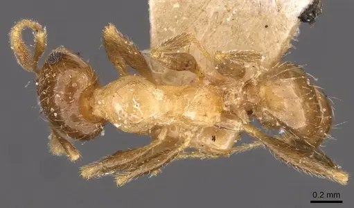 Pheidole spinulosa specimen CASENT0907796 image casent0907796_1