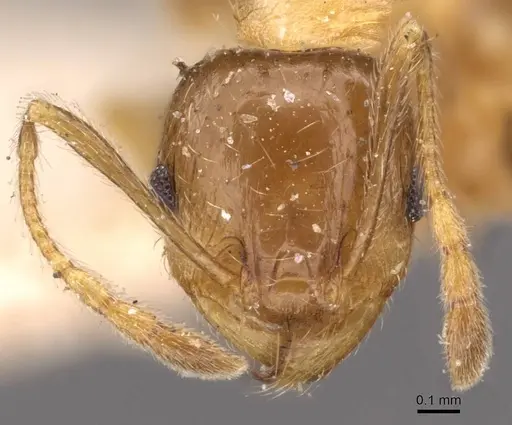 Pheidole spinulosa specimen CASENT0907796 image casent0907796_2