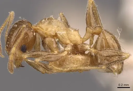 Pheidole spinulosa specimen CASENT0907796 image casent0907796_3