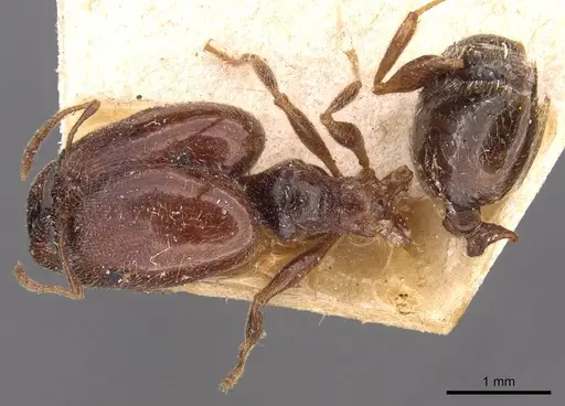 Pheidole spinulosa specimen CASENT0907797 image casent0907797_1