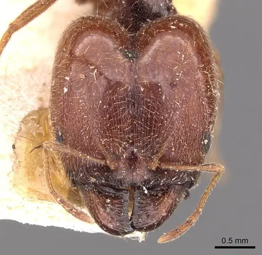Pheidole spinulosa specimen CASENT0907797 image casent0907797_2
