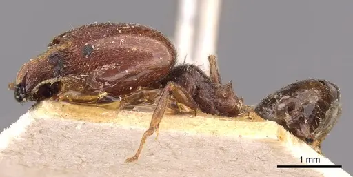 Pheidole spinulosa specimen CASENT0907797 image casent0907797_3