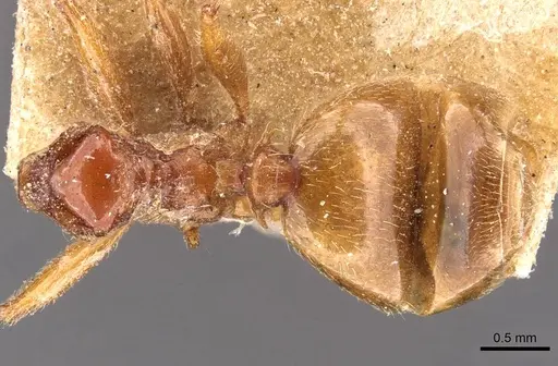 Pheidole spinulosa specimen CASENT0907798 image casent0907798_1