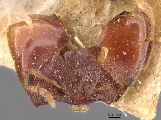 Pheidole spinulosa specimen CASENT0907798 image casent0907798_2