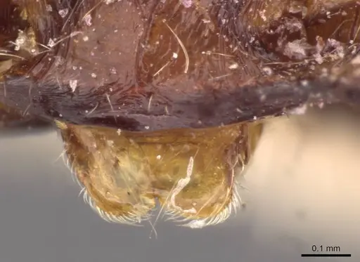 Pheidole spinulosa specimen CASENT0907798 image casent0907798_3