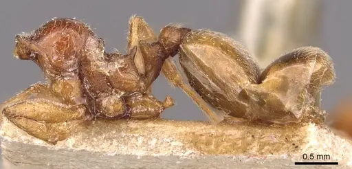 Pheidole spinulosa specimen CASENT0907798 image casent0907798_4