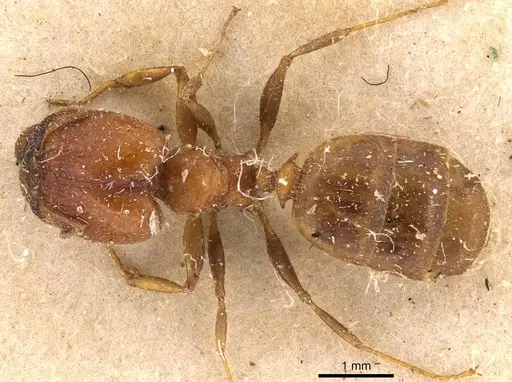 Pheidole spinulosa specimen CASENT0907799 image casent0907799_1