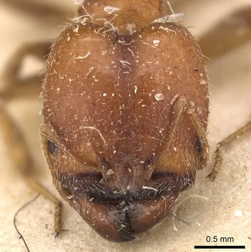 Pheidole spinulosa specimen CASENT0907799 image casent0907799_2