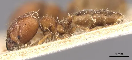 Pheidole spinulosa specimen CASENT0907799 image casent0907799_3