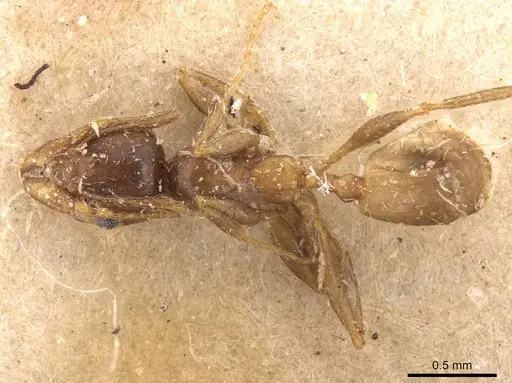 Pheidole spinulosa specimen CASENT0907800 image casent0907800_1