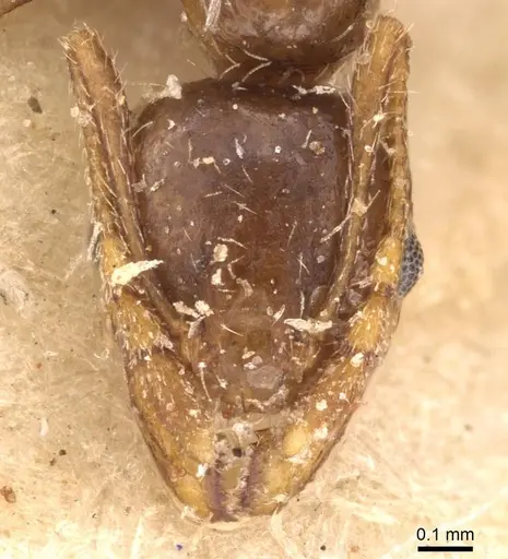 Pheidole spinulosa specimen CASENT0907800 image casent0907800_2