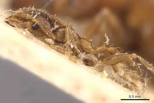 Pheidole spinulosa specimen CASENT0907800 image casent0907800_3