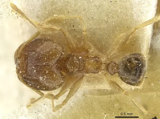 Pheidole squalida specimen CASENT0913452 image casent0913452_1
