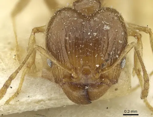 Pheidole squalida specimen CASENT0913452 image casent0913452_2