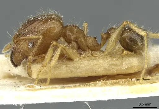 Pheidole squalida specimen CASENT0913452 image casent0913452_3