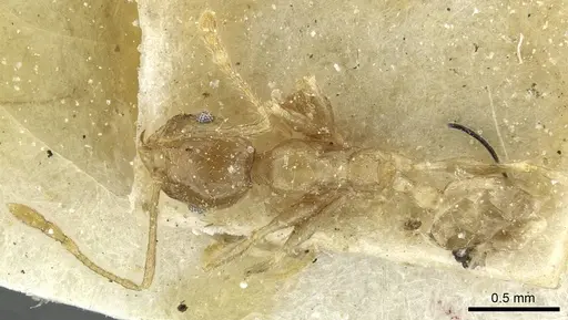 Pheidole squalida specimen CASENT0913453 image casent0913453_1