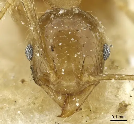 Pheidole squalida specimen CASENT0913453 image casent0913453_2