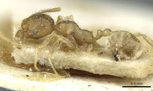 Pheidole squalida specimen CASENT0913453 image casent0913453_3