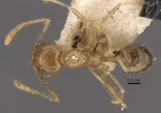 Pheidole squalida specimen CASENT0917786 image casent0917786_1