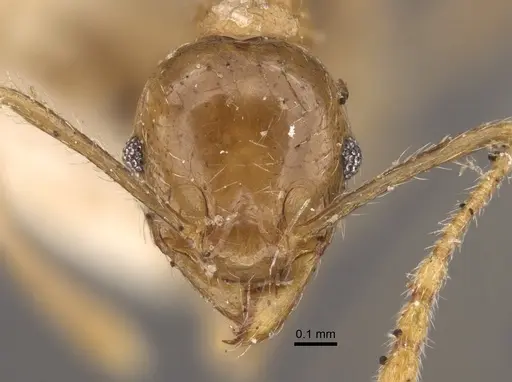 Pheidole squalida specimen CASENT0917786 image casent0917786_2