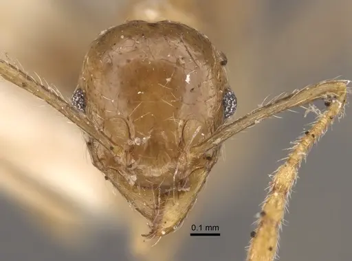 Pheidole squalida specimen CASENT0917786 image casent0917786_3