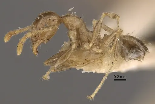 Pheidole squalida specimen CASENT0917786 image casent0917786_4