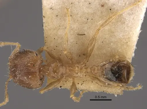 Pheidole squalida specimen CASENT0917787 image casent0917787_1