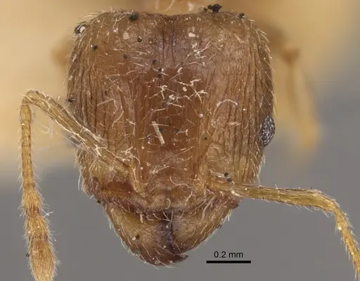 Pheidole squalida specimen CASENT0917787 image casent0917787_2
