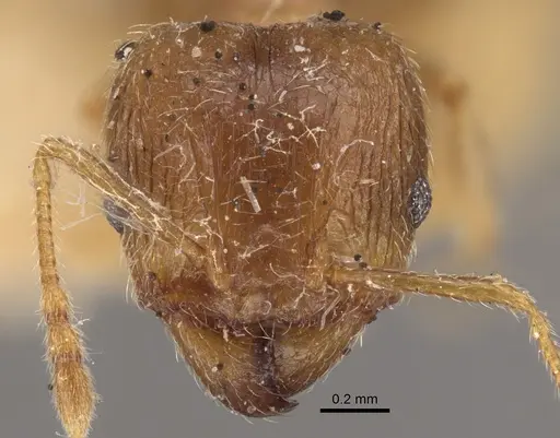Pheidole squalida specimen CASENT0917787 image casent0917787_3