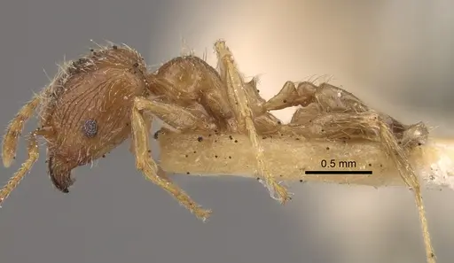 Pheidole squalida specimen CASENT0917787 image casent0917787_4