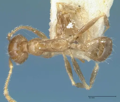 Pheidole squalida specimen FOCOL1320 image focol1320_1