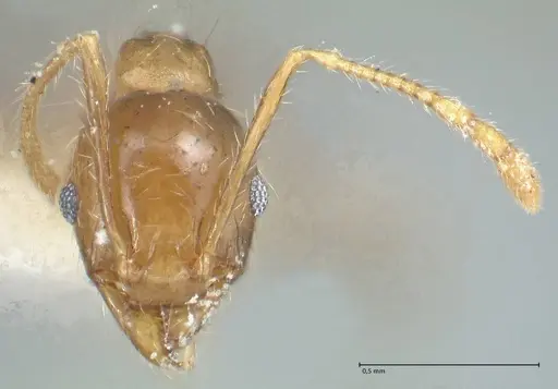 Pheidole squalida specimen FOCOL1320 image focol1320_2