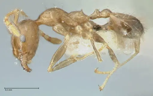 Pheidole squalida specimen FOCOL1320 image focol1320_3