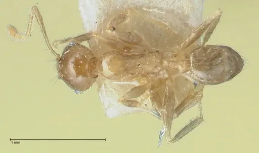Pheidole squalida specimen FOCOL1321 image focol1321_1