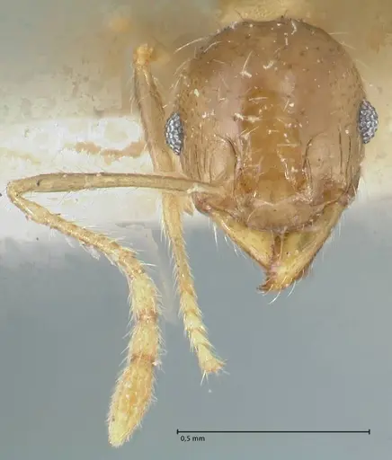 Pheidole squalida specimen FOCOL1321 image focol1321_2