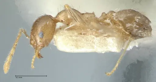 Pheidole squalida specimen FOCOL1321 image focol1321_3