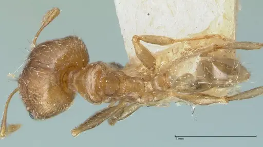 Pheidole squalida specimen FOCOL1322 image focol1322_1